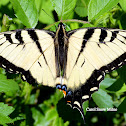 Eastern Tiger Swallowtail