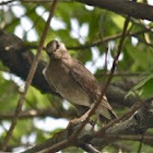 Brown Bird