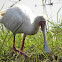 African Spoonbill