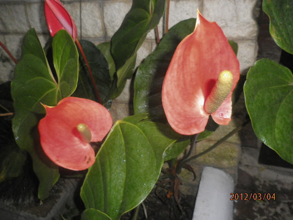 Spotting Image 1