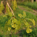 Burr Oak