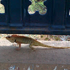 Oriental Garden Lizard
