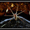 Water Spider