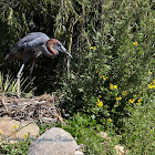 Goliath Heron