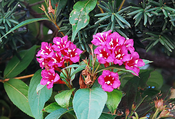 Spotting Image 1