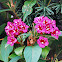 Weigela