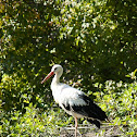 White Stork