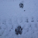 Northern Raccoon