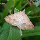 Noctuid Moth