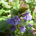 Ground Ivy