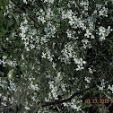 RADISHFLOWER