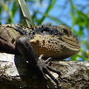 Water Dragon