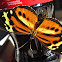 Harmonia Tigerwing