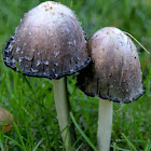 Ink cap Inky cap