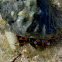 Dwarf Zebra Hermit Crab or Left-handed Hermit Crab