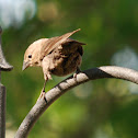 House Finch - Female