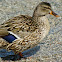 Mallard Duck (Female)