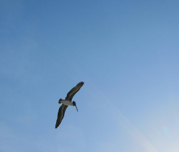 Spotting Image 1