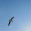 Pelican