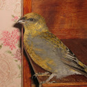 Pine Grosbeak