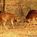 Spotted Deer