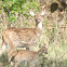 Spotted Deer