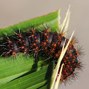 caterpillar