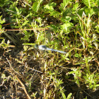 Little Blue Dragonlet Dragon Fly