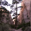 Ponderosa Pine