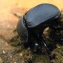 Dung Beetle