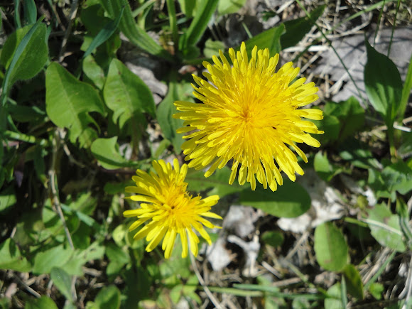 Spotting Image 1
