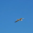 European Herring Gull
