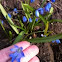 Siberian Squill