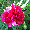 Peony
