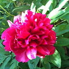 Peony