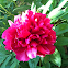 Peony