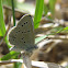 Silvery Blue