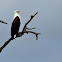 African Fish Eagle
