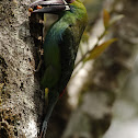 Crimson-rumped Toucanet