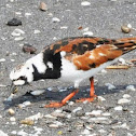 Ruddy Turnstone