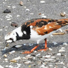 Ruddy Turnstone