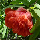 Rose OF Venezuela