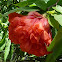 Rose OF Venezuela