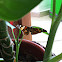 Eggfly
