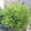 Boxwood