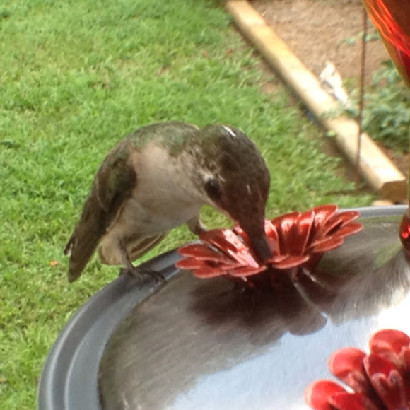 Spotting Image 1