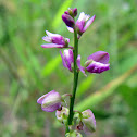 Racemed Milkwort