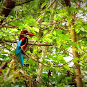White-throated Kingfisher