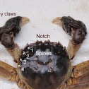 Chinese Mitten Crab
