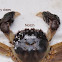 Chinese Mitten Crab